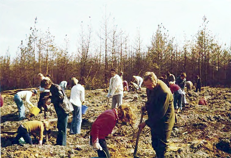 Gemeinsame Pflanzarbeit auf einer Waldfläche